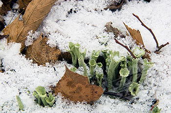 False pixie cup lichen, Cladonia chlorophaea With dead leaves and fresh snow
