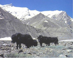 Kinnaur, Himachal